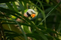 Alexandr ruzovy - Psittacula alexandri - Red-breasted Parakeet 5488
